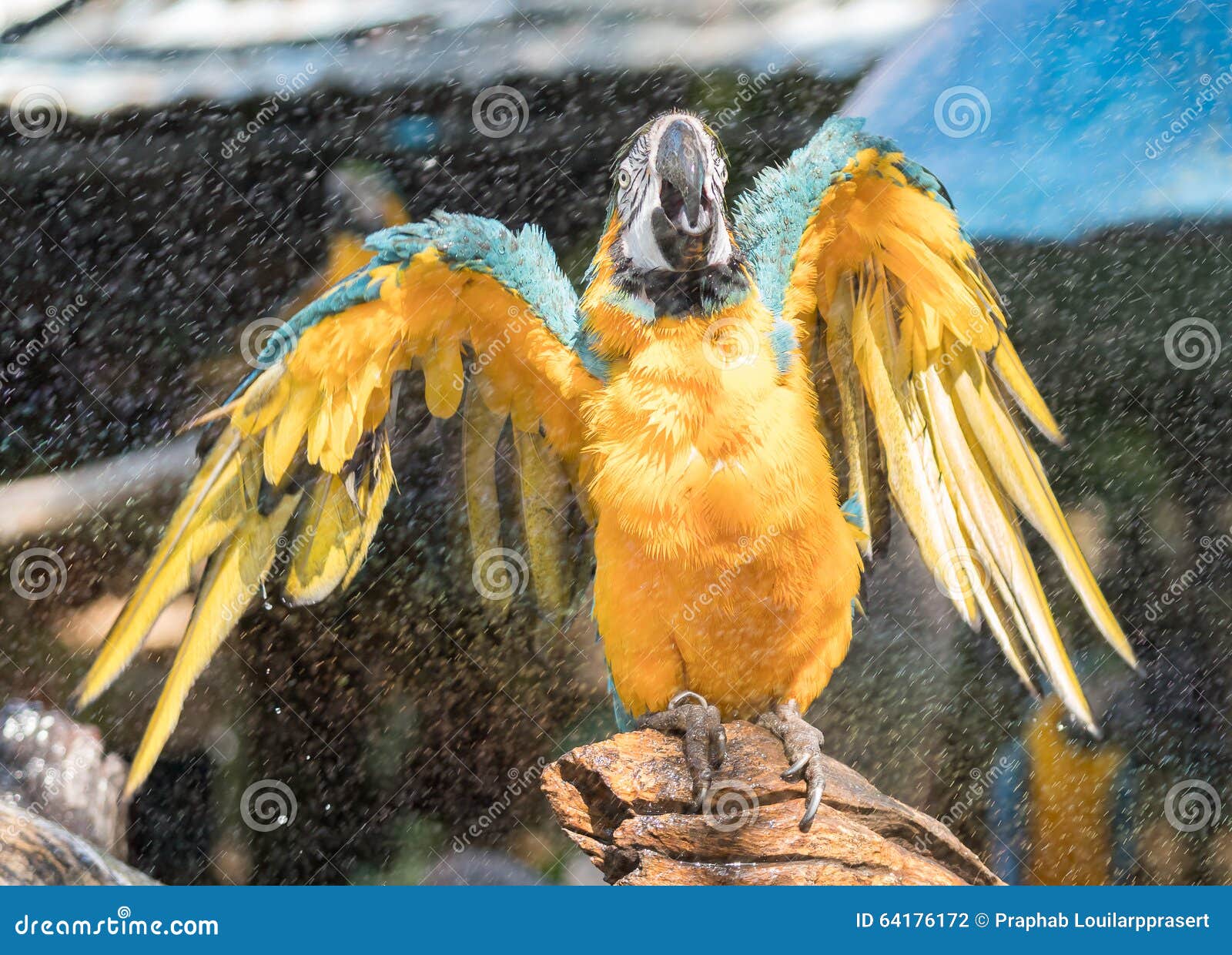 macaw